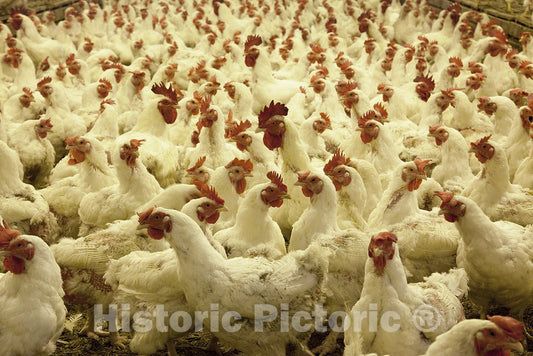 Monroe County, AL Photo - Thousands of chickens live in this large place where their main function is to lay eggs. Located in Monroe County, Alabama