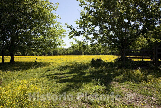 Alabama Photo - Rural Alabama Scene