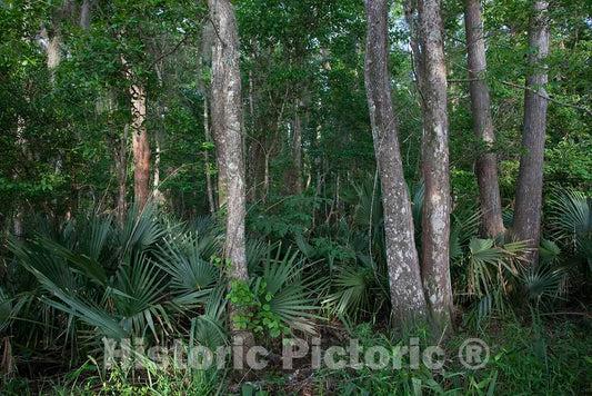 Photo - The Foliage is Beautiful at Blakeley State Park, Spanish Fort, Alabama- Fine Art Photo Reporduction