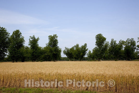 Atmore, AL Photo - A Wheat Field in Atmore, Alabama