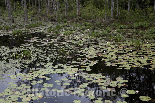 Alabama Photo - Swampland in rural Alabama