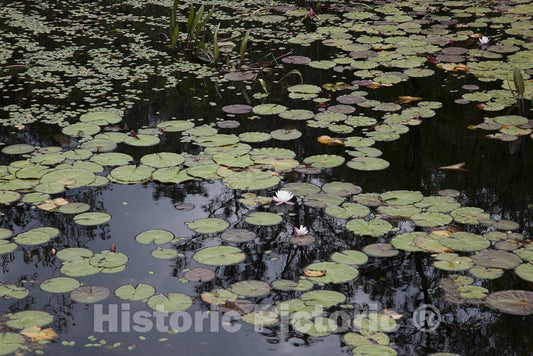 Alabama Photo - Swampland in Rural Alabama