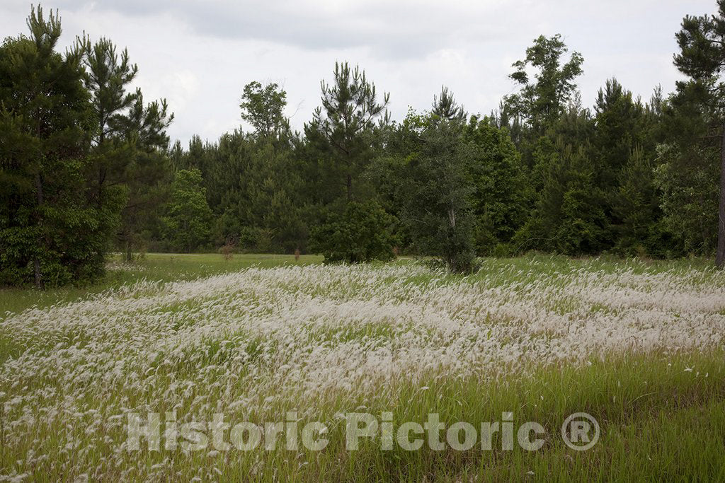 Alabama Photo - Rural Alabama