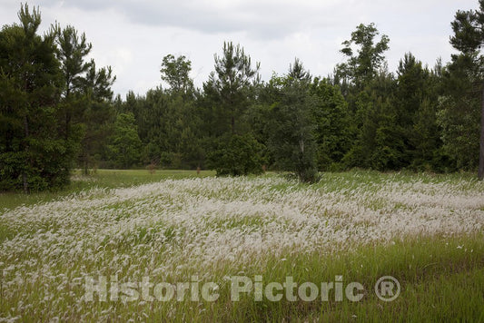 Alabama Photo - Rural Alabama