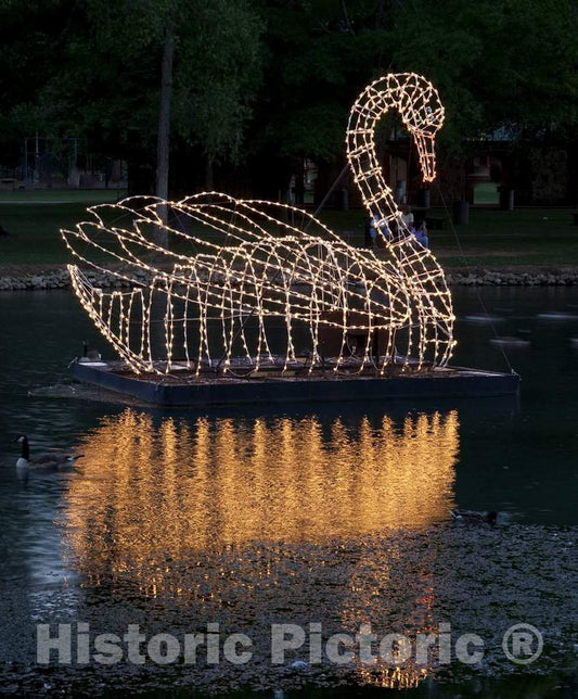 Photo - Swan Graces The Water in The Spring Park, Tuscumbia, Alabama- Fine Art Photo Reporduction