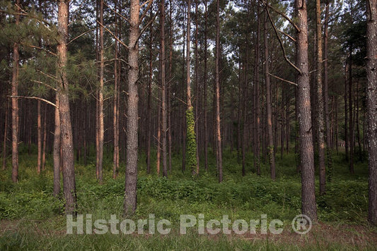 Gadsden, AL Photo - Barns and Rural Scenes on Route 11 Near Gadsden, Alabama