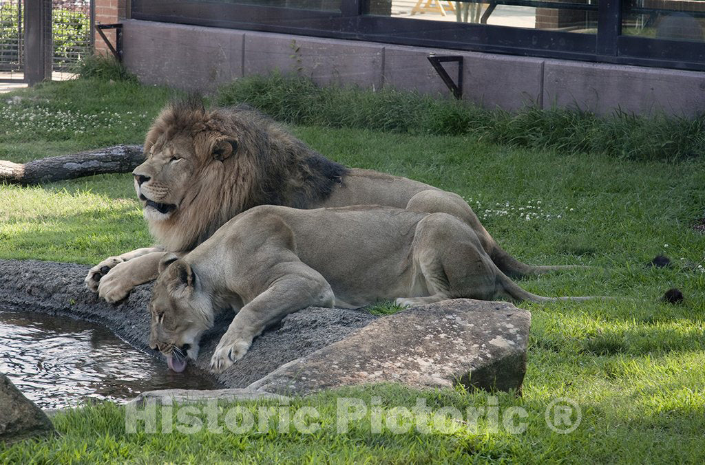 Alabama Photo - Lions, Alabama