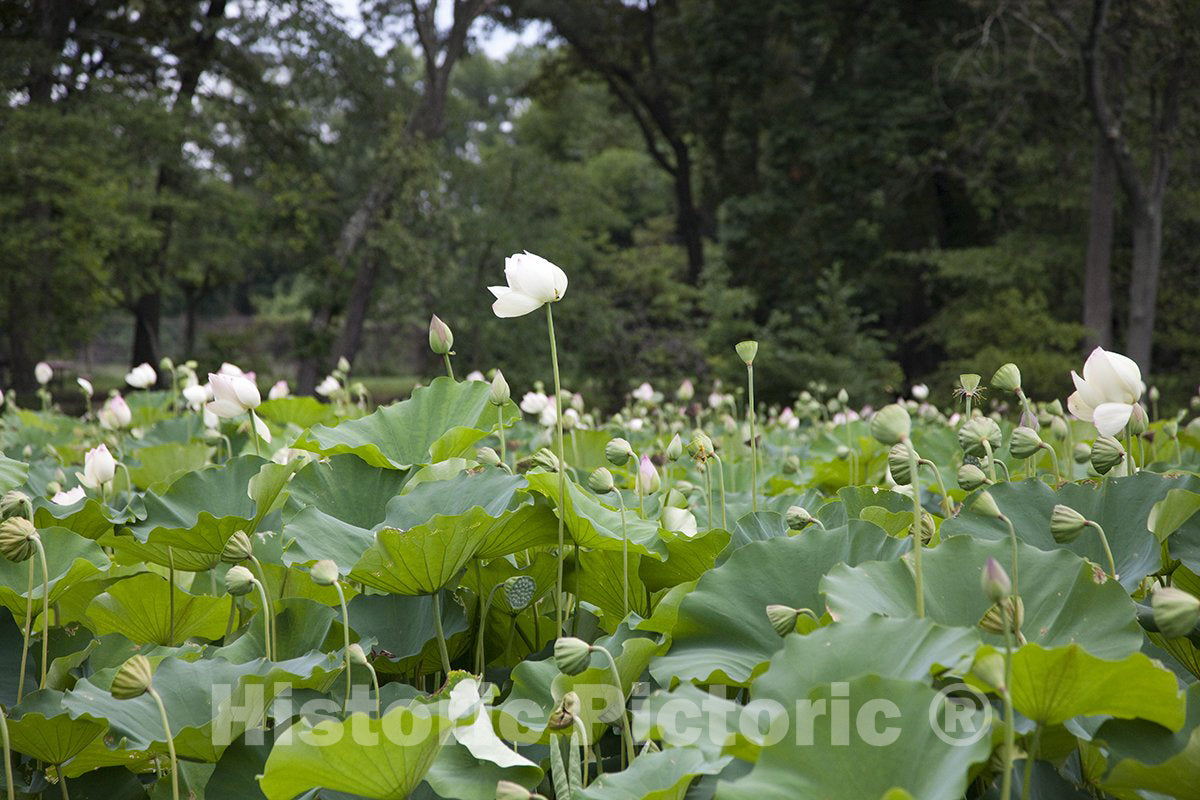 Washington, D.C. Photo - Kenilworth Park and Aquatic Gardens, Also Known as Anacostia Park, NE-