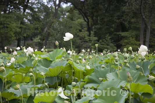Washington, D.C. Photo - Kenilworth Park and Aquatic Gardens, Also Known as Anacostia Park, NE-