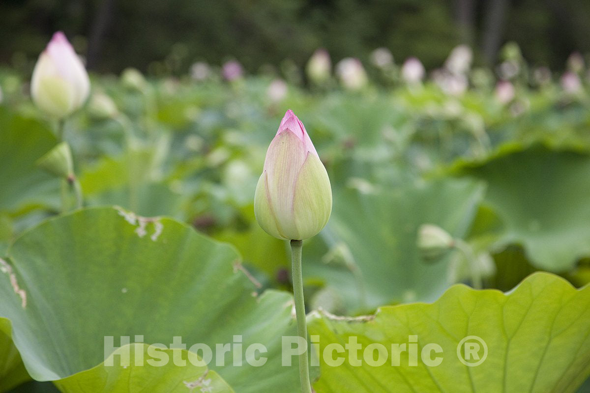 Washington, D.C. Photo - Kenilworth Park and Aquatic Gardens-