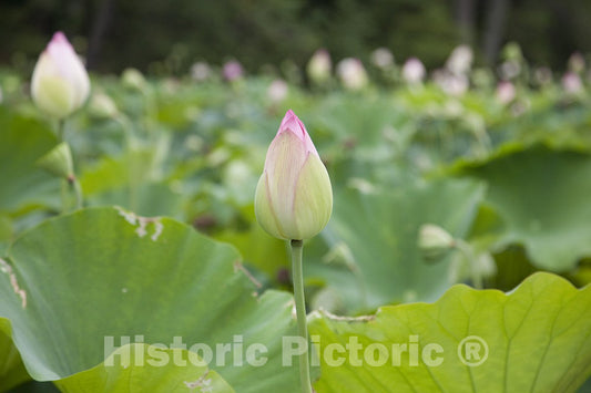 Washington, D.C. Photo - Kenilworth Park and Aquatic Gardens-