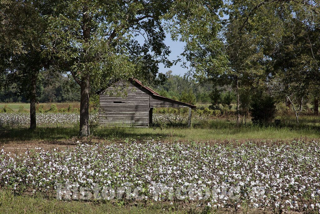 Monroe County, AL Photo - Cotton Fields, Monroe County, Alabama