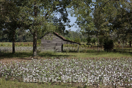 Monroe County, AL Photo - Cotton Fields, Monroe County, Alabama