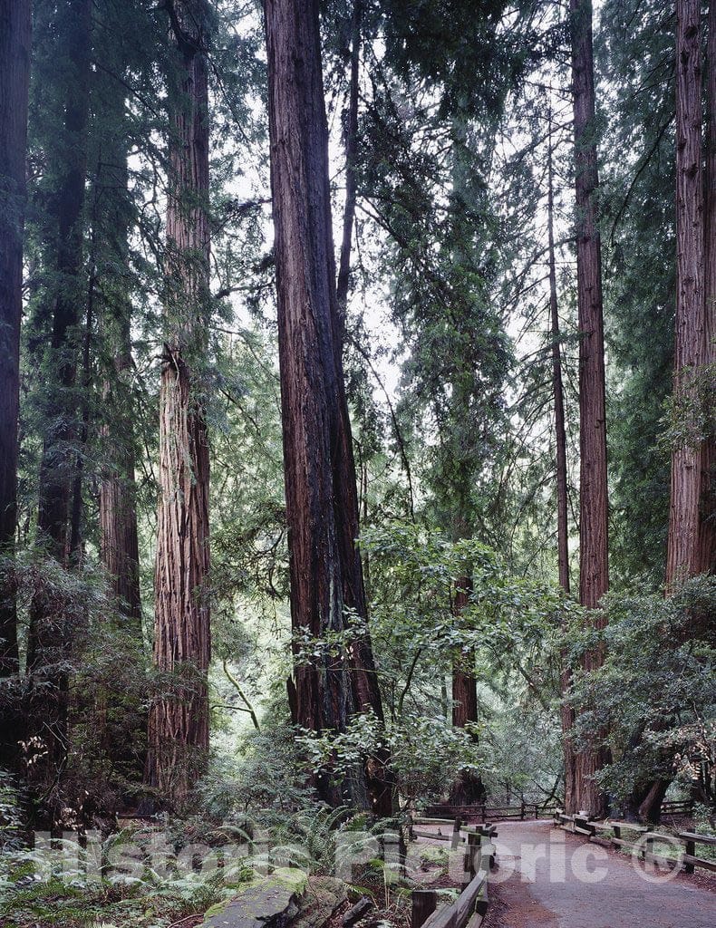 Muir Woods, CA Photo - Muir Woods, California