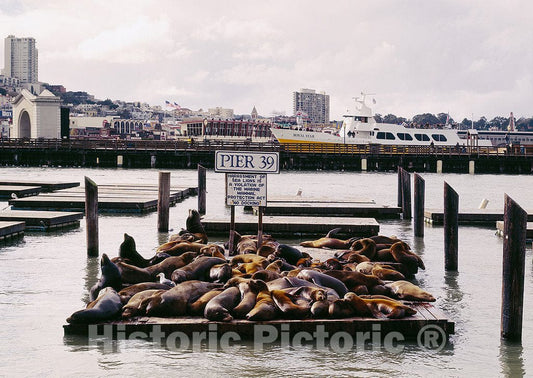 San Francisco, CA Photo - Sea Lions at Pier 39, San Francisco, California