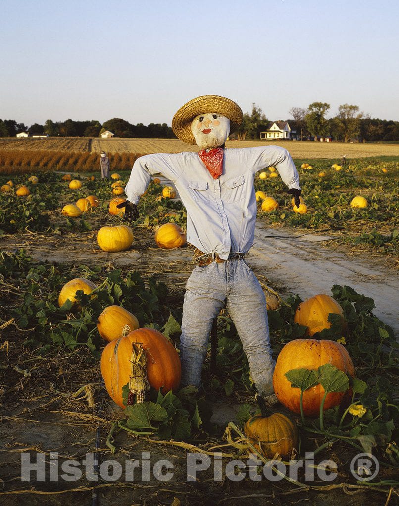 Maryland Photo - Scarecrow in Rural farmland, Maryland