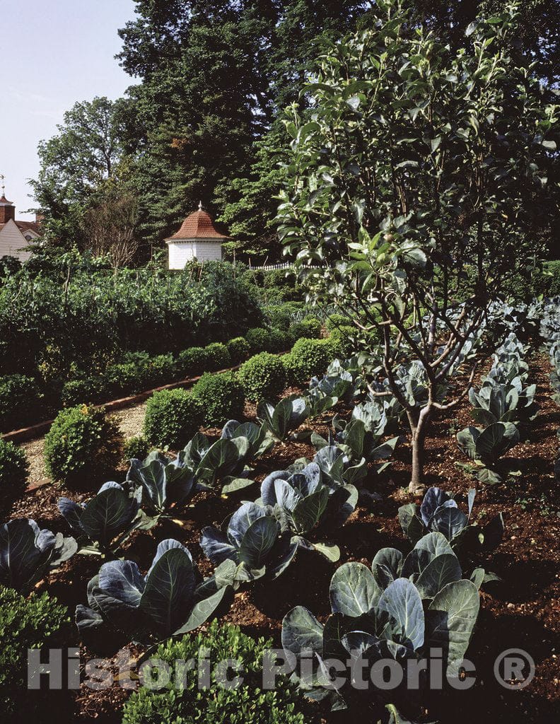 Mount Vernon, VA Photo - Garden, Mount Vernon, Virginia