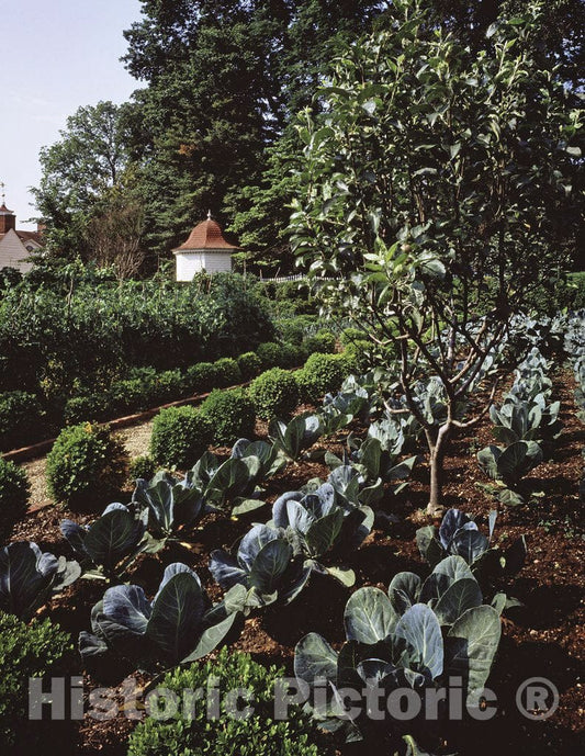 Mount Vernon, VA Photo - Garden, Mount Vernon, Virginia