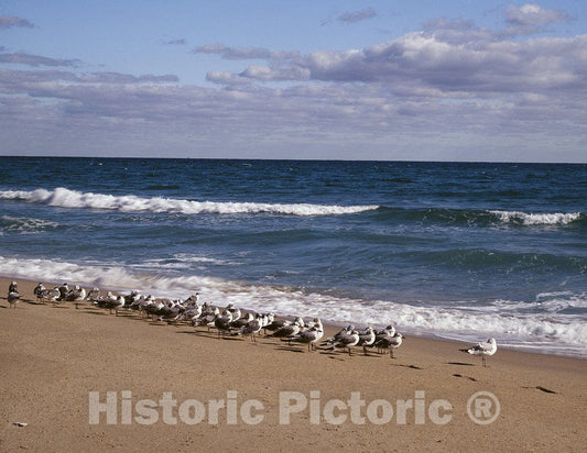 Florida Photo - Seagulls at The Atlantic Ocean in Florida