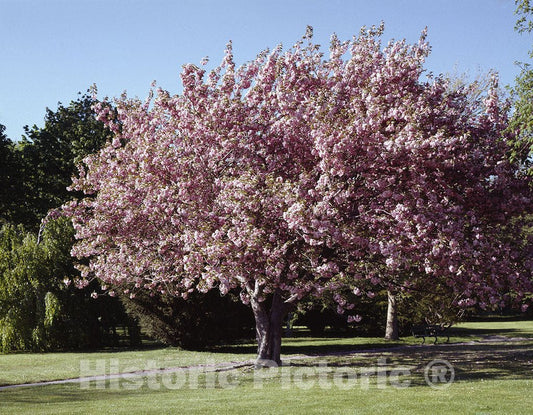 Newport, RI Photo - Spring in Newport, Rhode Island