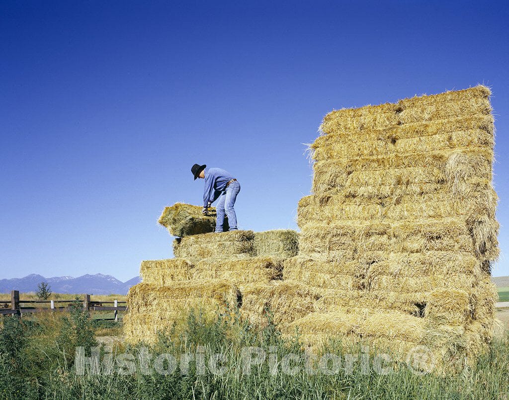 Oregon Photo - Farmer Working Loading hay in Western Oregon