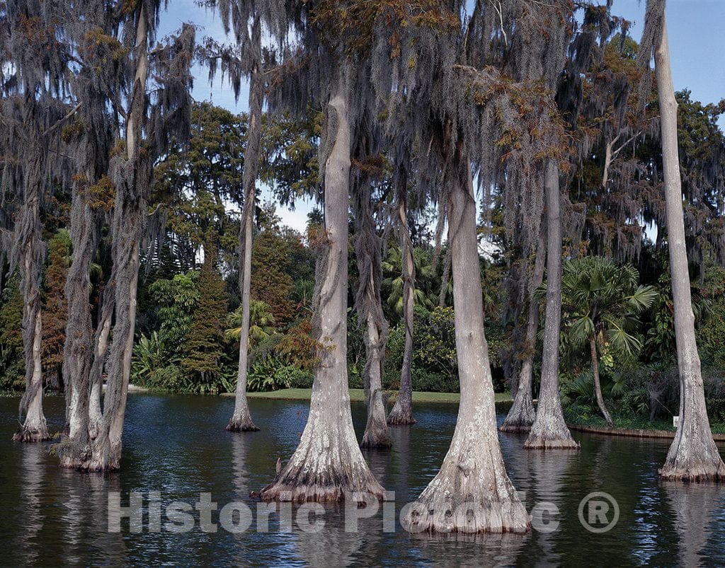 Winter Haven, FL Photo - Cypress Gardens Near Winter Haven, Florida
