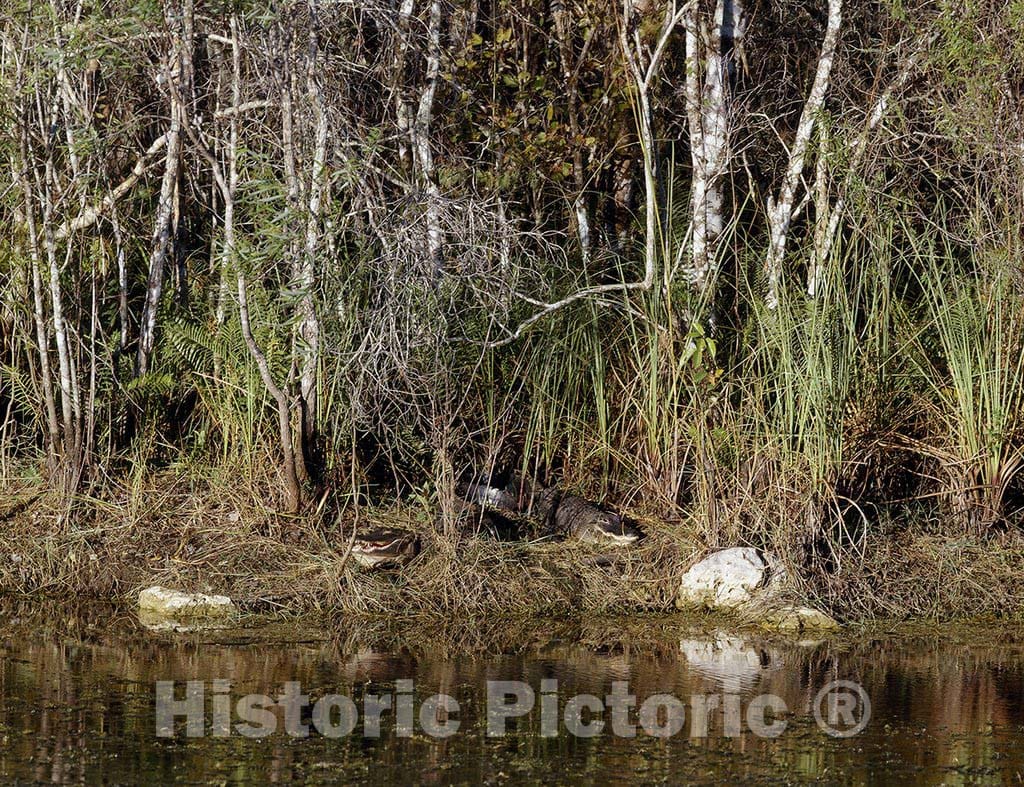 Everglades, FL Photo - Bog in The Florida Everglades