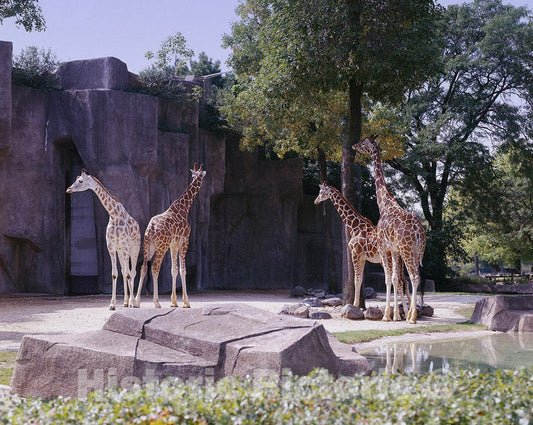 Chicago, IL Photo - Zoo Giraffes, Chicago, Illinois