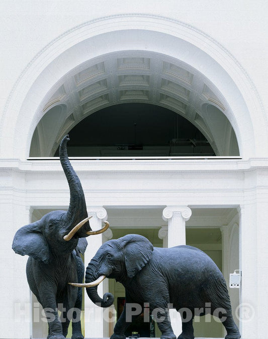 Chicago, IL Photo - Museum of Natural History, Chicago, Illinois
