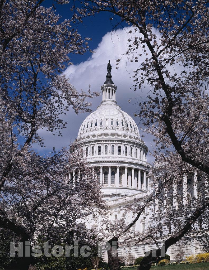 Washington, D.C. Photo - U.S. Capitol, Washington, D.C.