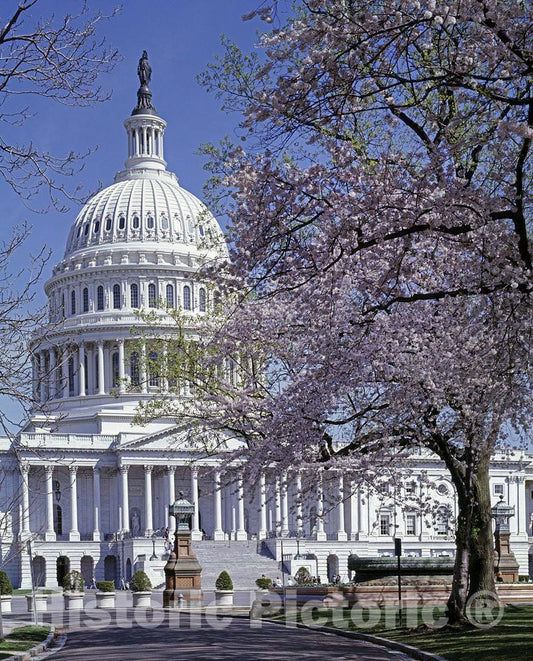 Washington, D.C. Photo - Spring Day at The U.S. Capitol, Washington, D.C.
