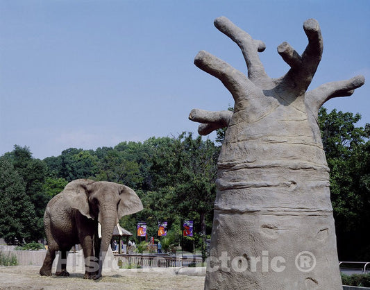 Milwaukee, WI Photo - Elephant, Milwaukee Zoo, Milwaukee, Wisconsin
