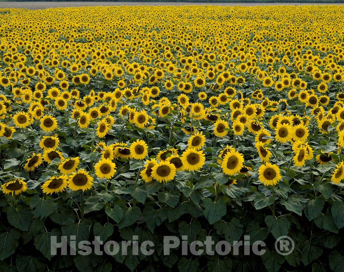 Wisconsin Photo - Sunflowers in Wisconsin