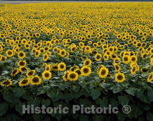 Wisconsin Photo - Sunflowers in Wisconsin
