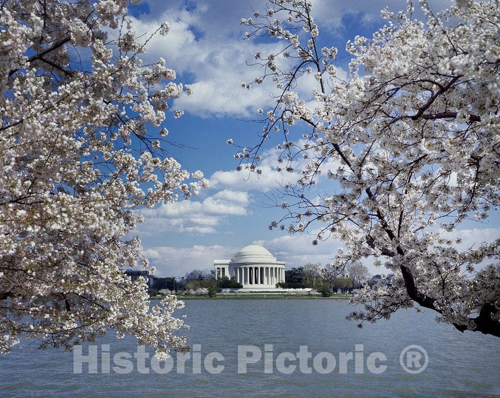 Washington, D.C. Photo - Jefferson Memorial with Cherry Blossoms, Washington, D.C.