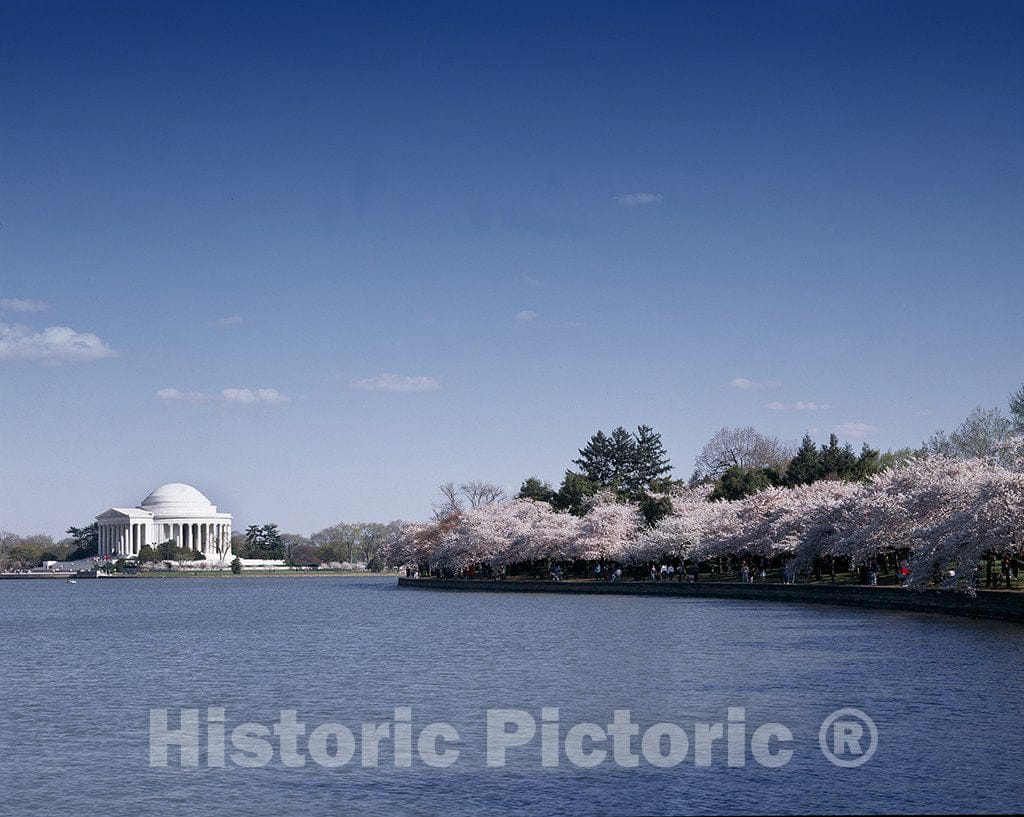 Washington, D.C. Photo - Cherry Blossoms, Washington, D.C.