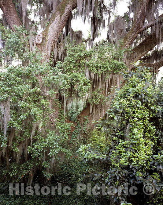 Louisiana Photo - Louisiana Tree with Spanish Moss