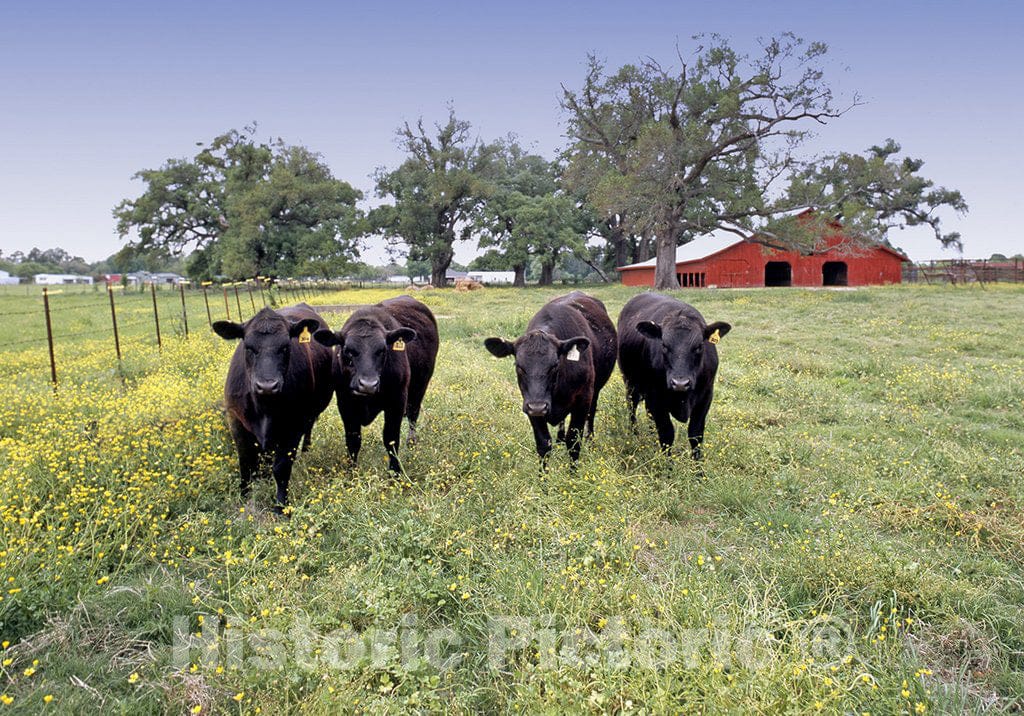 Louisiana Photo - Cows in Cajun Country Farm, Louisiana