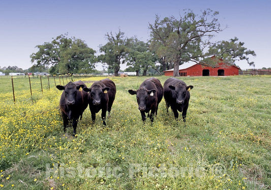 Louisiana Photo - Cows in Cajun Country Farm, Louisiana