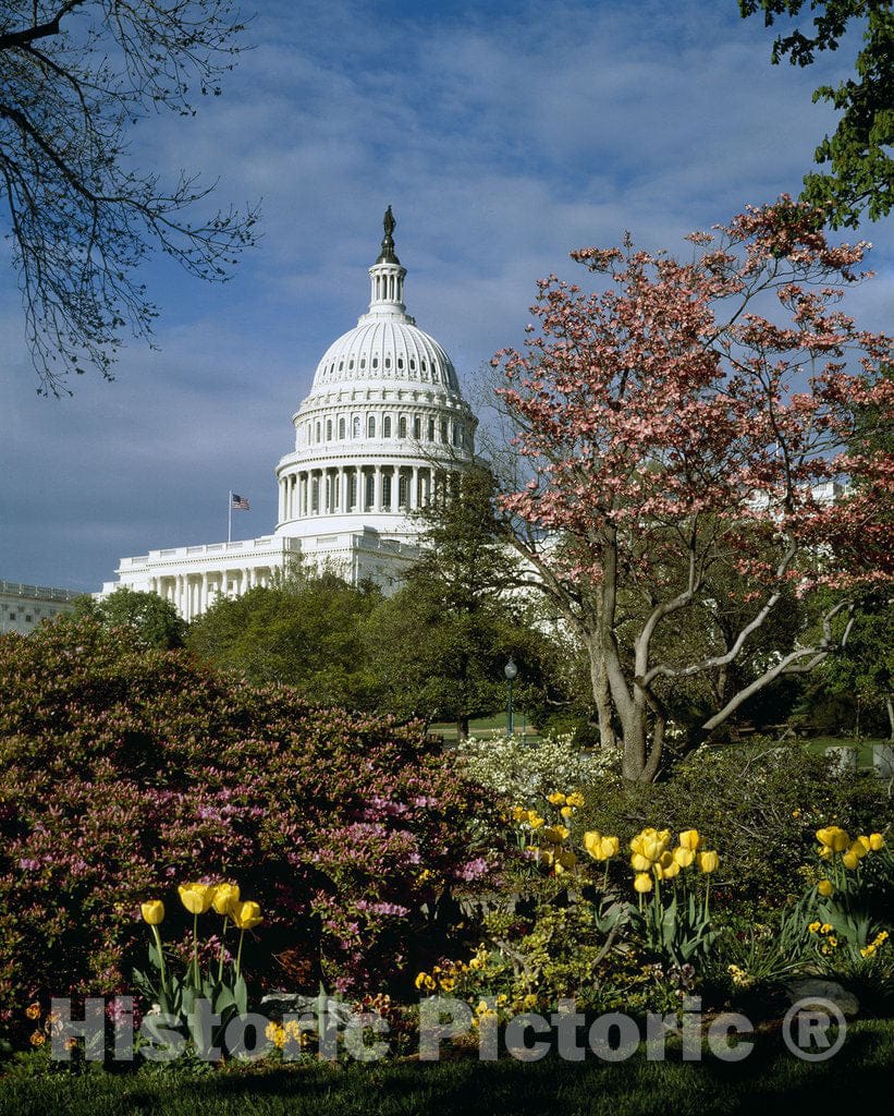 Washington, D.C. Photo - U.S. Capitol, Washington, D.C.