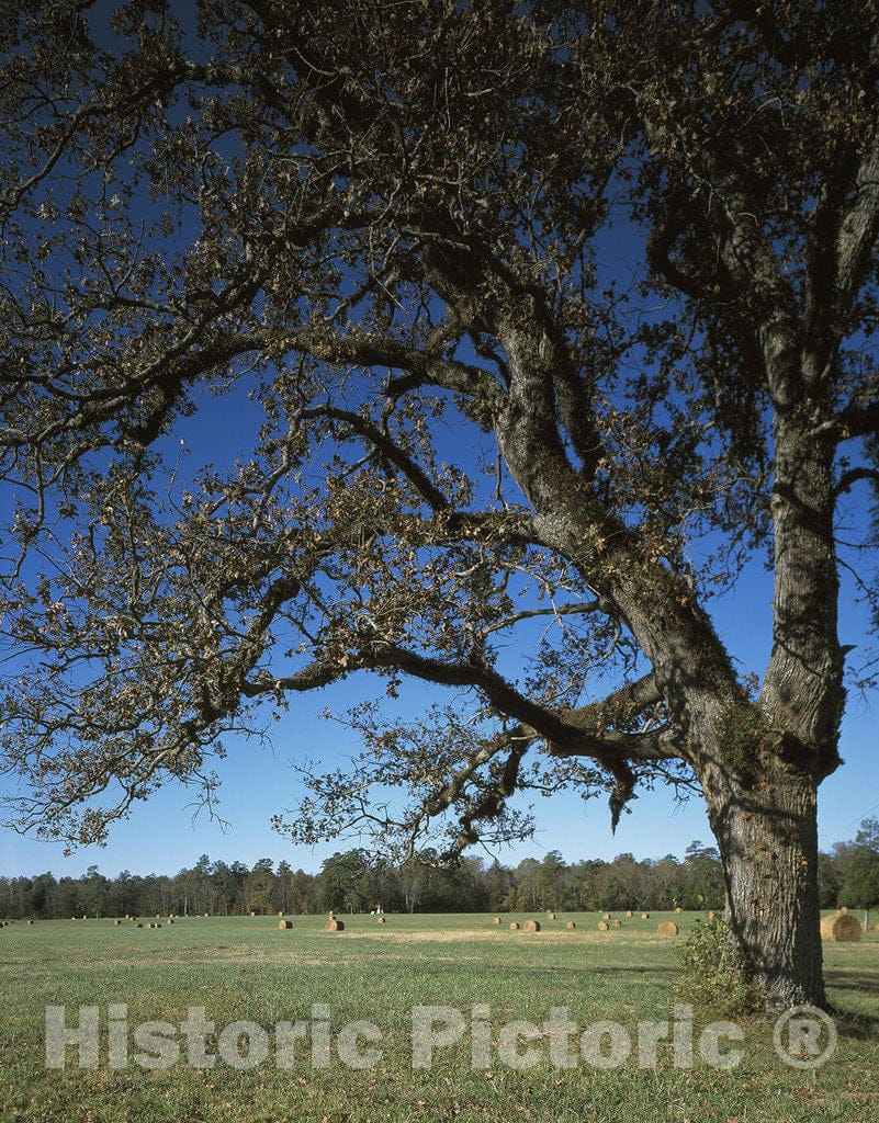 Chickamauga Battlefield, GA Photo - Scene of Union General Rosecrans' retreat at Chickamauga Battlefield, Georgia