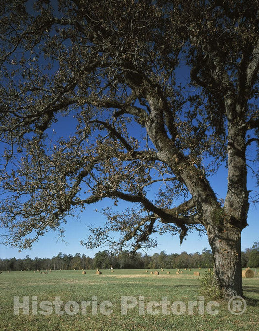 Chickamauga Battlefield, GA Photo - Scene of Union General Rosecrans' retreat at Chickamauga Battlefield, Georgia
