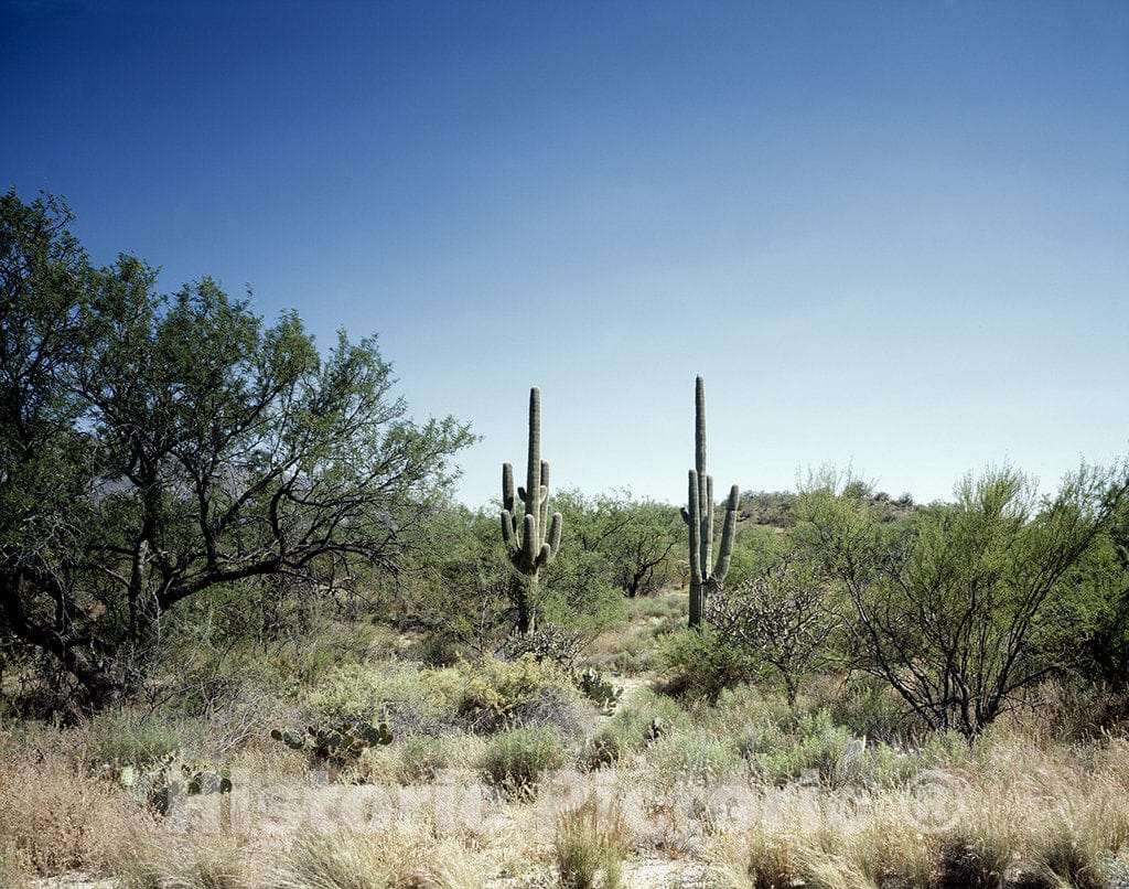 United States Photo - Southwest Desert Scene