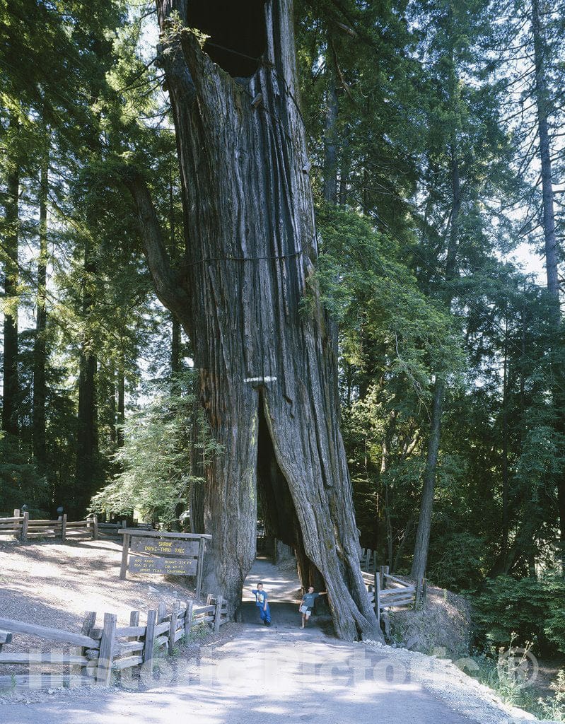California Photo - Giant redwood tree in northern California