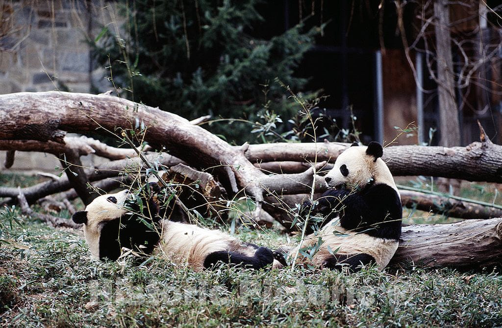 Photo - Great time for The Great Pandas at The Washington National Zoo, Washington, D.C.- Fine Art Photo Reporduction