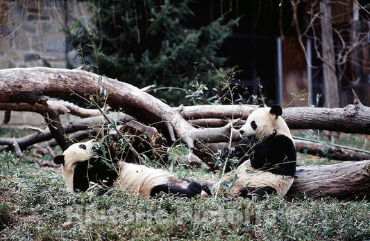 Photo - Great time for The Great Pandas at The Washington National Zoo, Washington, D.C.- Fine Art Photo Reporduction