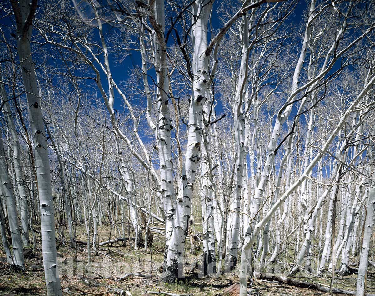 Dixie National Forest, UT Photo - Birches in Utah's Dixie National Forest