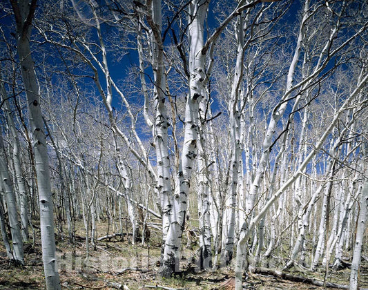 Dixie National Forest, UT Photo - Birches in Utah's Dixie National Forest