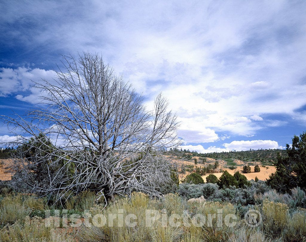 Pink Coral Sands State Park, UT Photo - Pink Coral Sands State Park, Utah