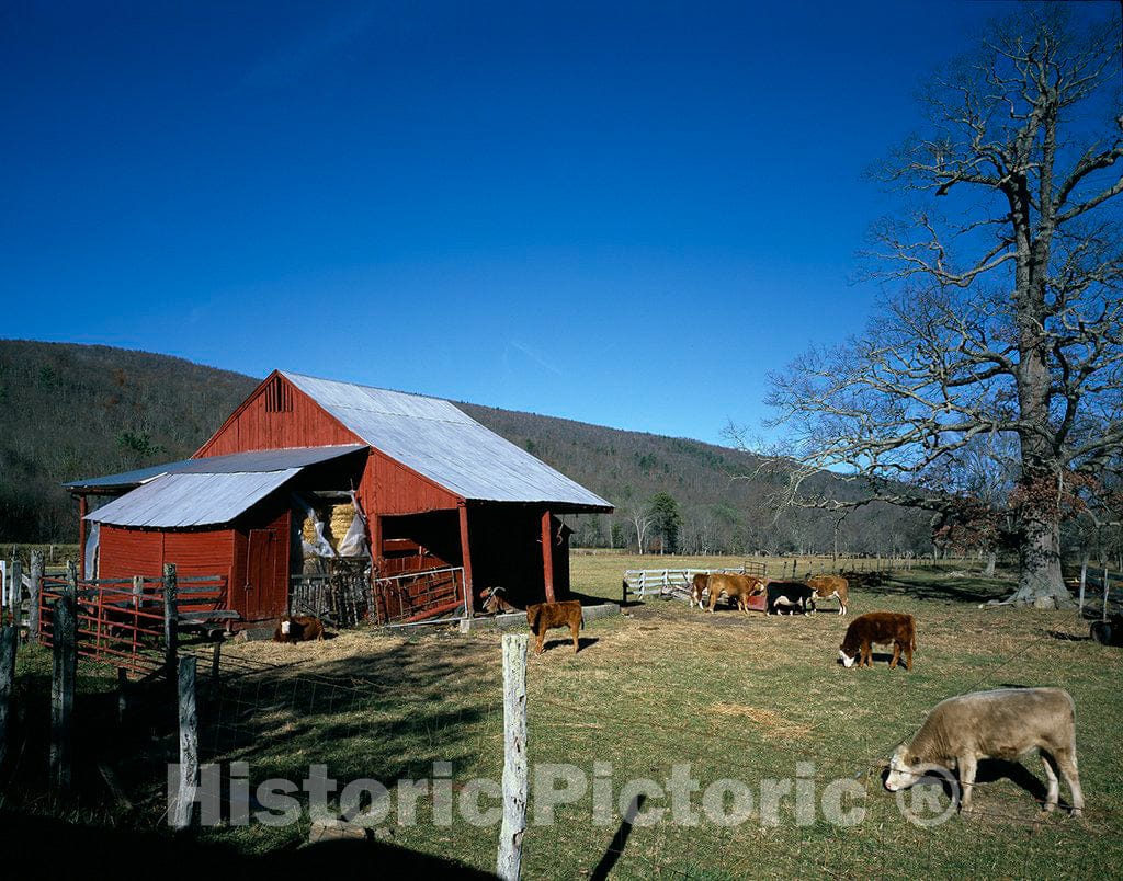 Photo - Cow barn in Rural Tennessee- Fine Art Photo Reporduction